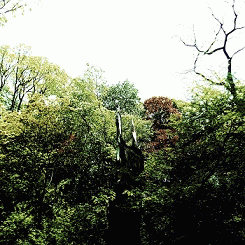 In an Otherwise Fertile Forest